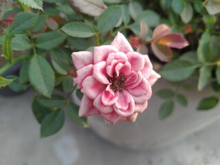 Pink Rose flower