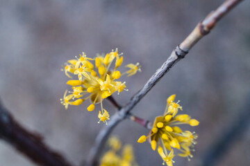 Small yellow flowers