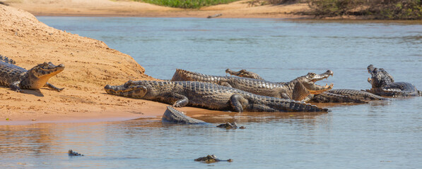 Caimans lying in the sun on a river bank in the Rio Sao Lourenco in the northern Pantanal in Mato Grosso, Brazil