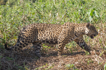 Sneaking Jaguar seen in the Pantanal close to Porto Jofre in Mato Grosso, Brazil