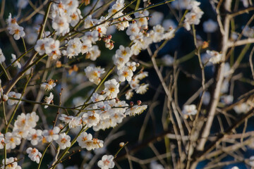 White flowering tree