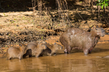 Family of Cabybaras in the Rio Sao Lourenco in the Pantanal, close to Porto Jofre in Mato Grosso, Brazil