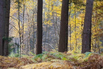 Obraz premium Forest in autumn in Denmark
