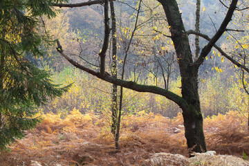 Forest in autumn in Denmark