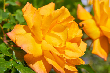 yellow roses in dew drops,close up of a rose in the sun in the morning in the garden