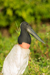 Close up of a Jabiru on the Rio Sao Lourenco in the Pantanal, Mato Grosso, Brazil