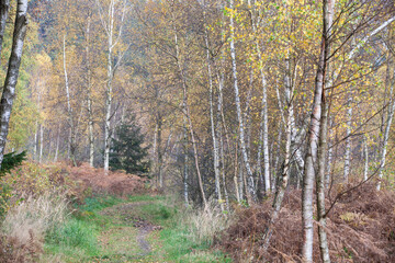 Forest in autumn in Denmark