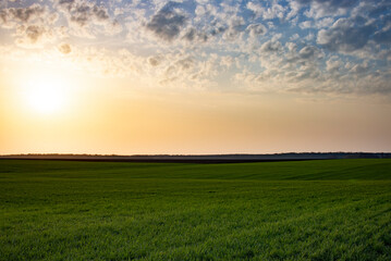 Field of green young wheat and sunrise