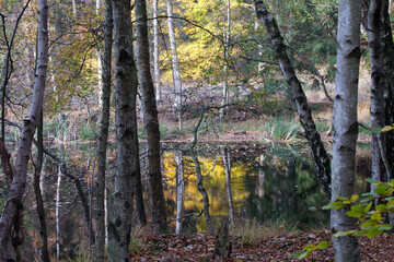 Fototapeta premium Forest in autumn in Denmark