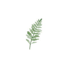 Watercolor illustration of the fern isolated on white background