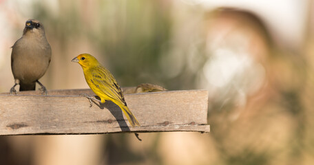 Safron Finch (on the right) and Grayish Baywing (on the left) in the Pantanal in Mato Grosso, Brazil