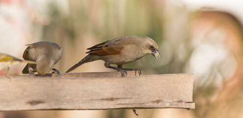 Brazilian Wildlife: Two Grayish Baywings in the Pantanal in Mato Grosso, Brazil