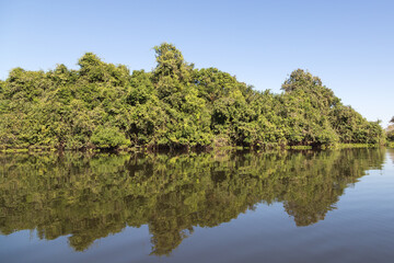 on the Rio Claro: Trees with reflections in the Water in the Pantanal in Mato Grosso Brazil