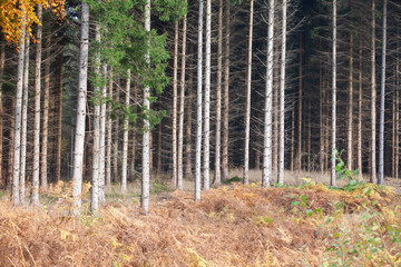 Fototapeta premium Forest in autumn in Denmark