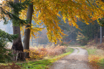 Forest in autumn in Denmark - obrazy, fototapety, plakaty