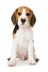 Beagle puppy isolated on white background - 422479973