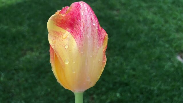A fascinating video of a tulip that has color a transition (tulipa). Tulips were growing originally in Tian Shan Mountains and they were cultivated in Constantinople and they became the symbols of Ott