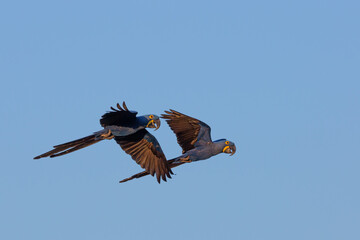 Pair of the endangered Hyacinth macaw in the Pantanal in Mato Grosso, Brazil