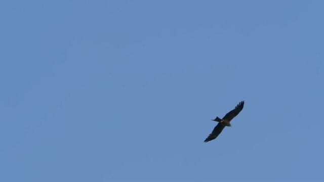 Close up of a black kite gliding in the sky