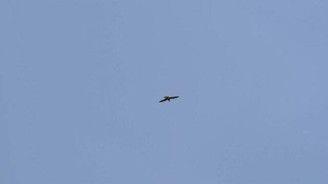 A black kite gliding and swooping down on its prey
