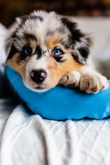 Adorable Australian Shepherd cute blue eyes puppy. 