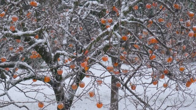 A flock of starlings eating persimmon from the tree on a snowy winter day.