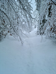 Mountain path in the Bohinj valley