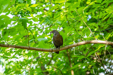 a starling in the park sits on a branch with prey in its beak - with a worm