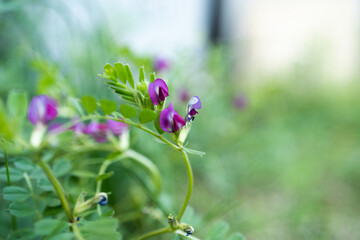 紫の小さい花の野草