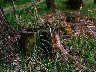 bright greenery in the spring forest