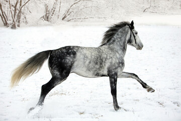 Dapple grey horse running in snow fields on the snowy bushes background