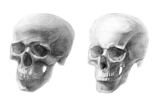 Anatomical drawing of the human skull. Different style of execution and shape of the skull. Isometry. academic pencil drawing. An old drawing.