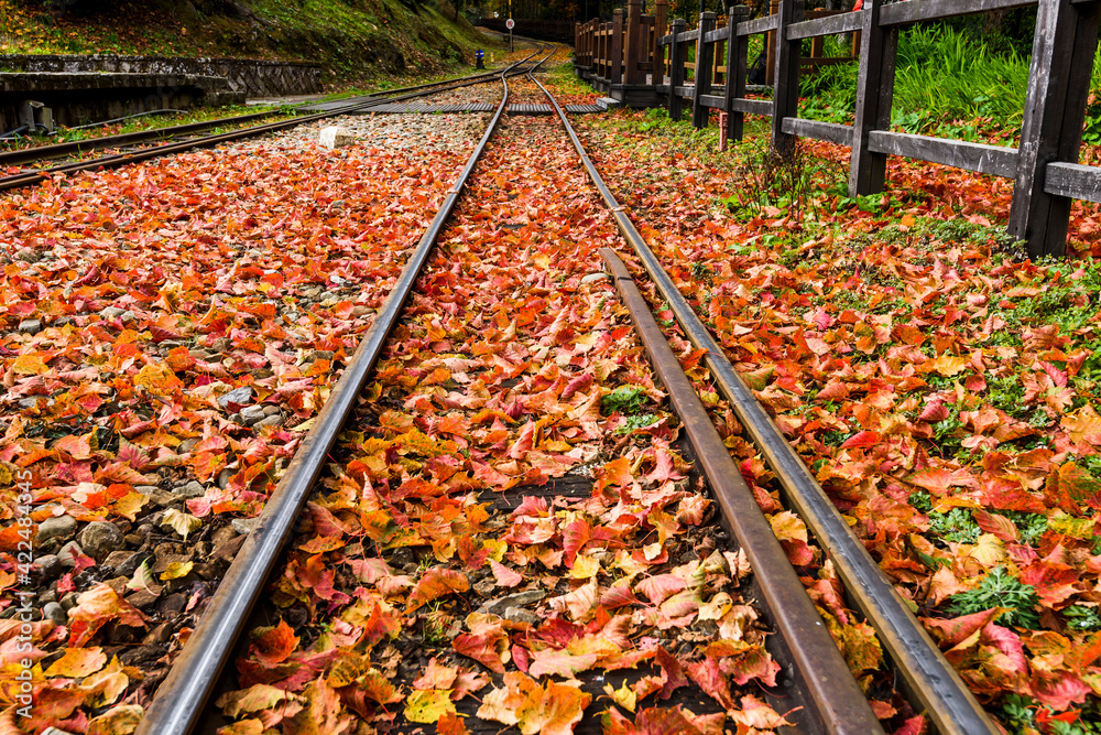 Wall mural the railway is covered with maple leaves, alishan forest railway. alishan forest recreation area in 