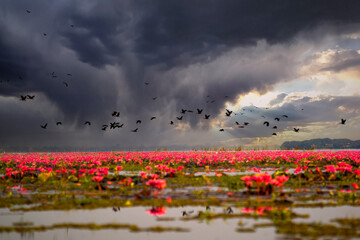 Lotus Lake and A flock of flying birds on Rain cloud sky background,  Landmark Famous of Thailand.