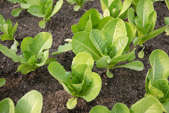 Organic butterhead salad vegetables for sale in a big market. Concept of organic vegetables and a self-sufficiency way