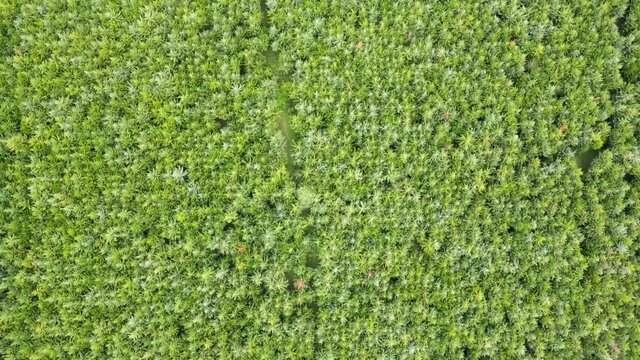 Forest tree patterns- drone view from Loitokitok forest kenya. Forest conservation. Paris agreement.