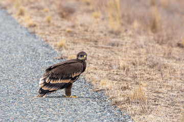 Close up of nestling or young Steppe eagle or Aquila on a ground