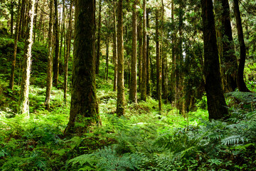 Fototapeta na wymiar Beautiful green forest in the Alishan Forest Recreation Area in Chiayi, Taiwan.