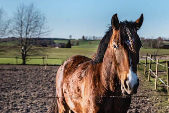 Brown captive horse in a farm field with a dark brown mane shining on a sunny day. Tranquil and beautiful brown chestnut horse or stallion beyond a fence in a farmland in a rural Swedish countryside