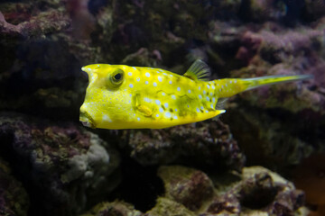 Fish under water, yellow trunk cow fish: lactoria cornuta