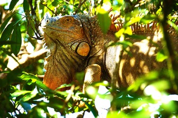 Leguan zwischen Ästen