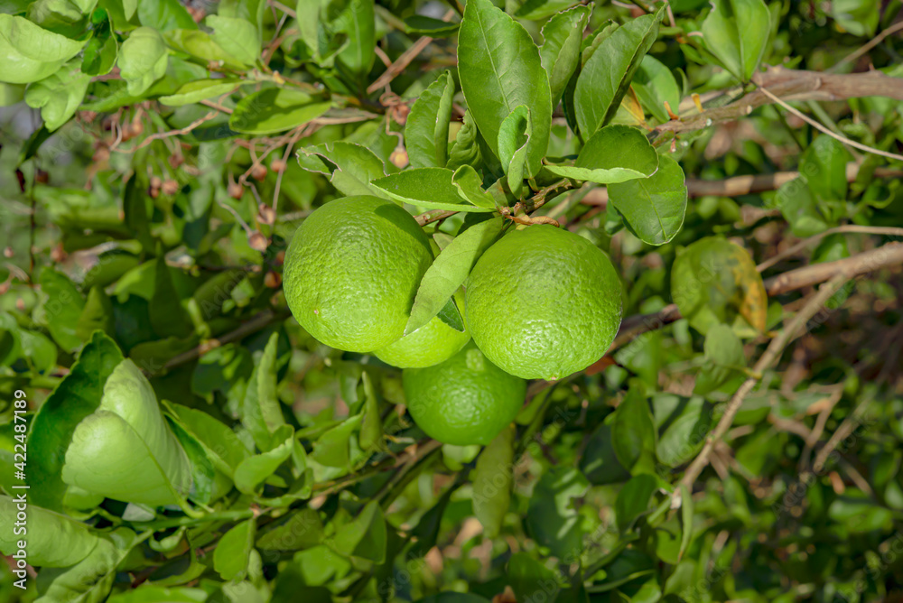 Wall mural Lemons are plants that can be used as food and drink.