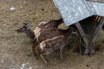 The deer near the feeding trough