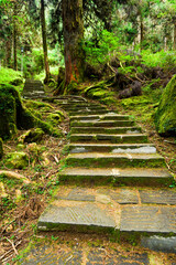 Stone stair path through the green forest, Alishan Forest Recreation Area in Chiayi, Taiwan.