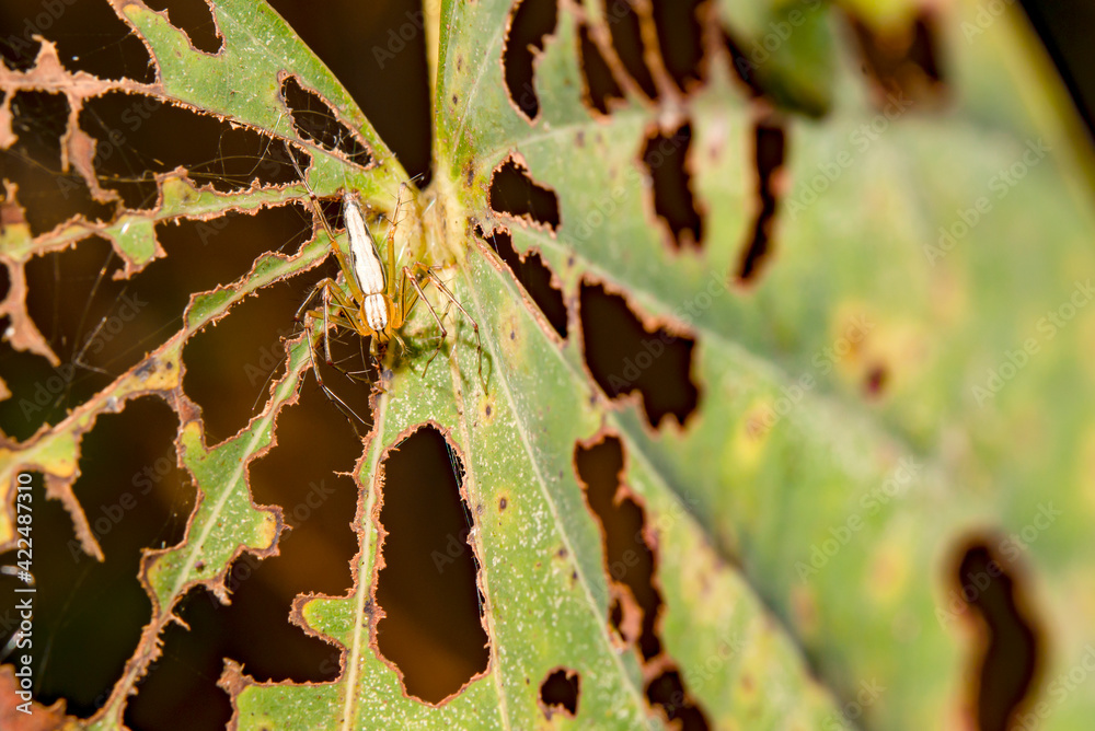 Canvas Prints the spider was standing on a leaf full of holes.