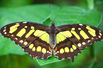 Schmetterling Malachitfalter