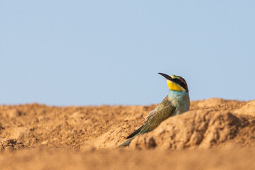 European bee-eater bird sit on ground