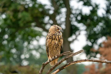 Eurasian Eagle Owl, Bubo bubo, a large species of Eagle Owl. Sit in a tree, open beak, red eyes staring at you. One of the largest species of owls