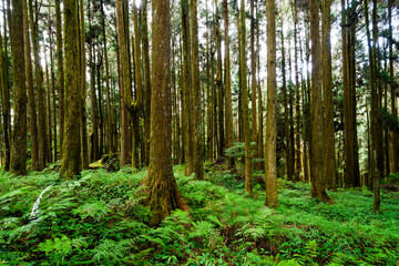 Beautiful green forest in the Alishan Forest Recreation Area in Chiayi, Taiwan.