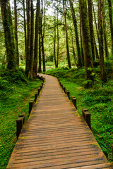 Fototapeta na wymiar boardwalk paths through the green forest, Alishan Forest Recreation Area in Chiayi, Taiwan. wooden pathway through in the green forest